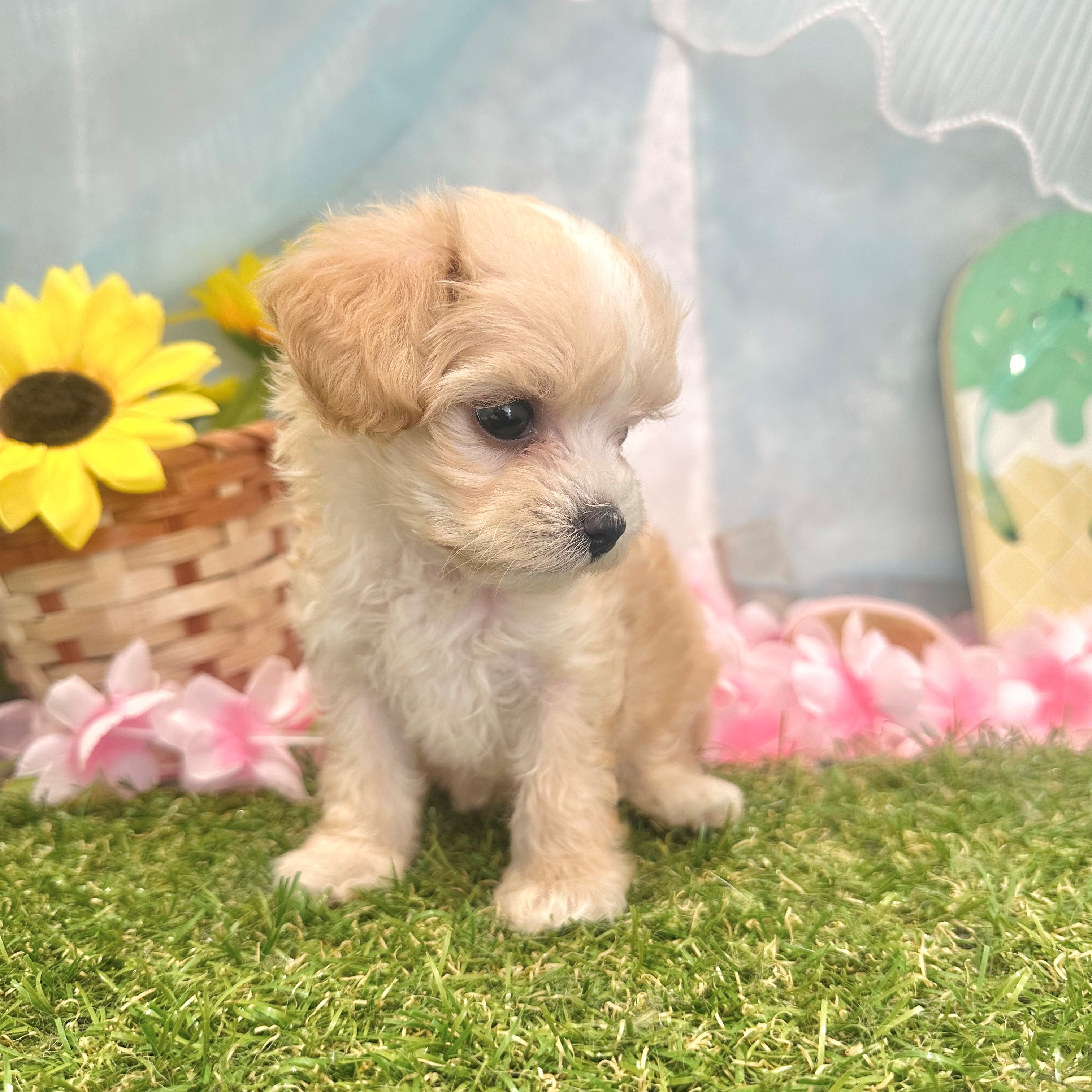 福岡県のマルプー(マルチーズ×プードル) (犬の家＆猫の里くりえいと宗像店/2026年6月7日生まれ/女の子/クリーム)の子犬の3枚目の画像