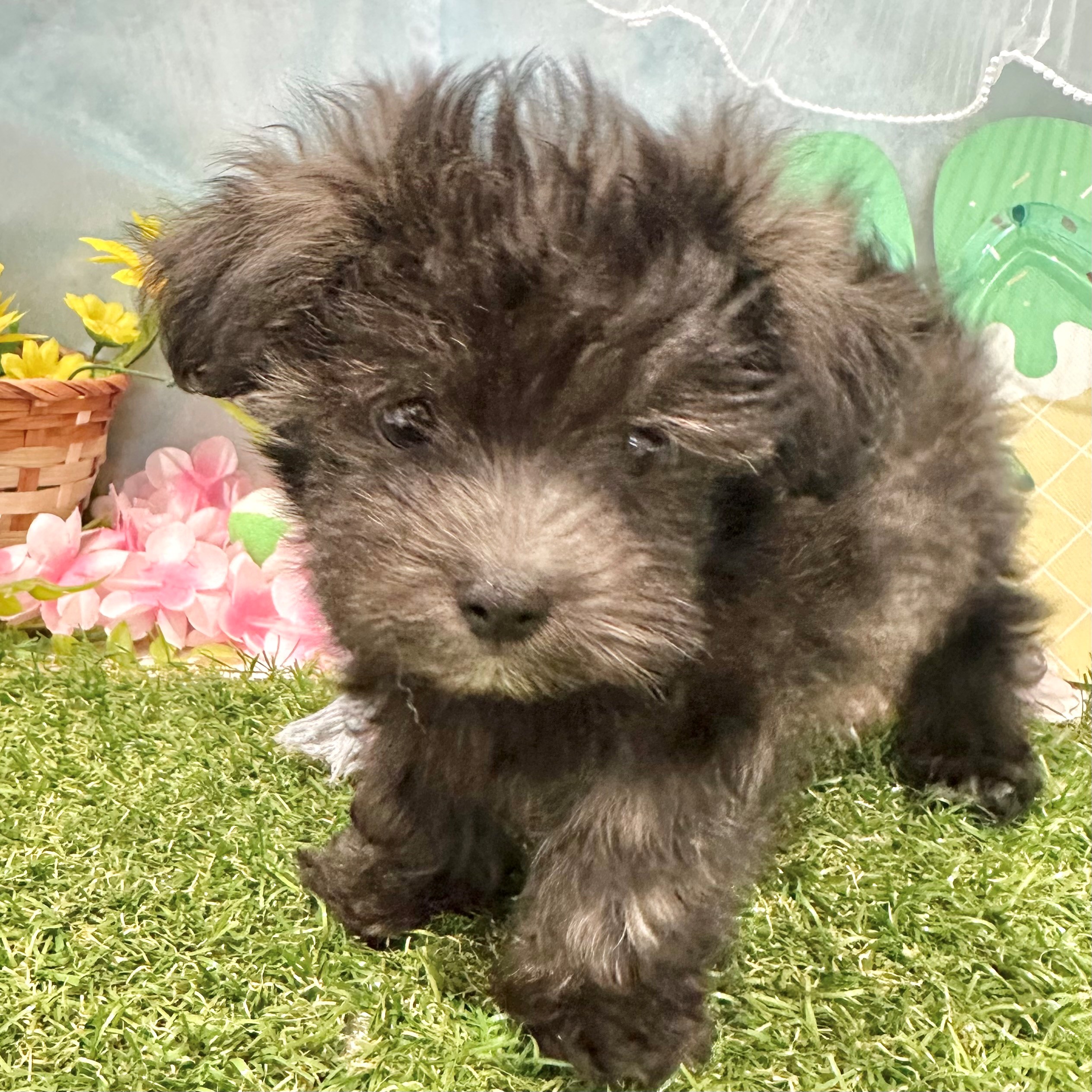 福岡県のマルプー(マルチーズ×プードル) (犬の家＆猫の里くりえいと宗像店/2026年6月3日生まれ/男の子/シルバー)の子犬の3枚目の画像