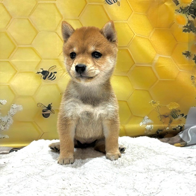 福岡県の豆柴 (犬の家＆猫の里トリアス久山店/2026年6月8日生まれ/女の子/赤)の子犬の1枚目の画像