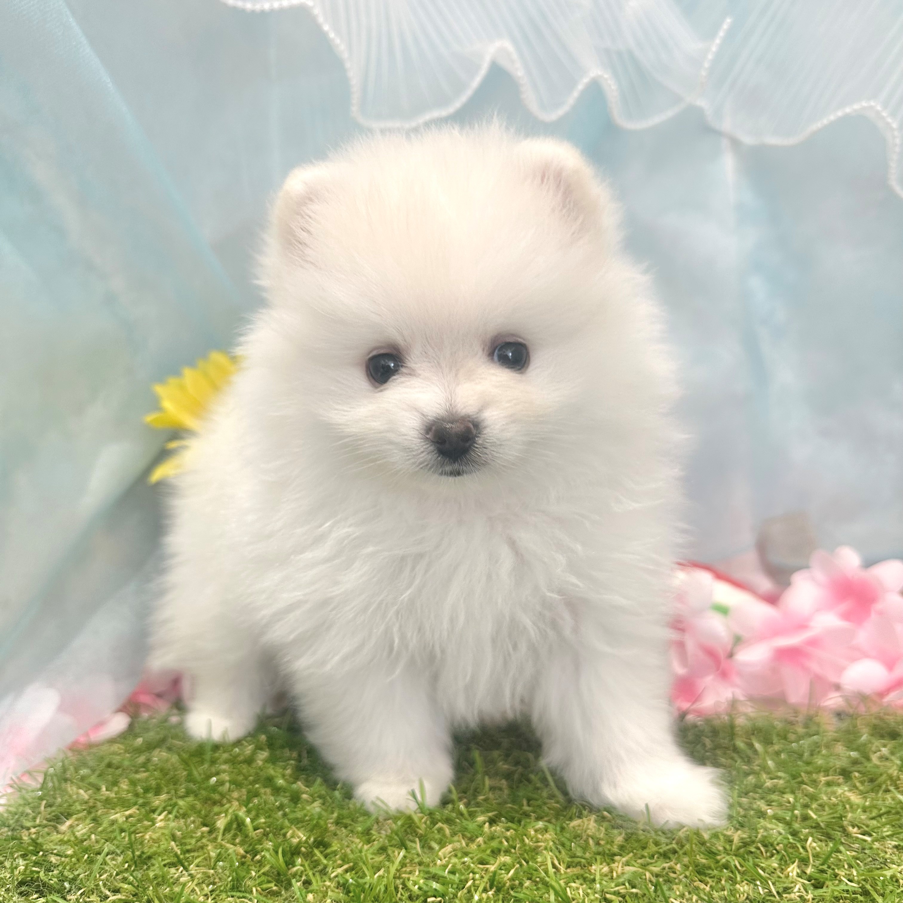 福岡県のポメラニアン (犬の家＆猫の里くりえいと宗像店/2026年6月7日生まれ/男の子/ホワイト)の子犬の3枚目の画像