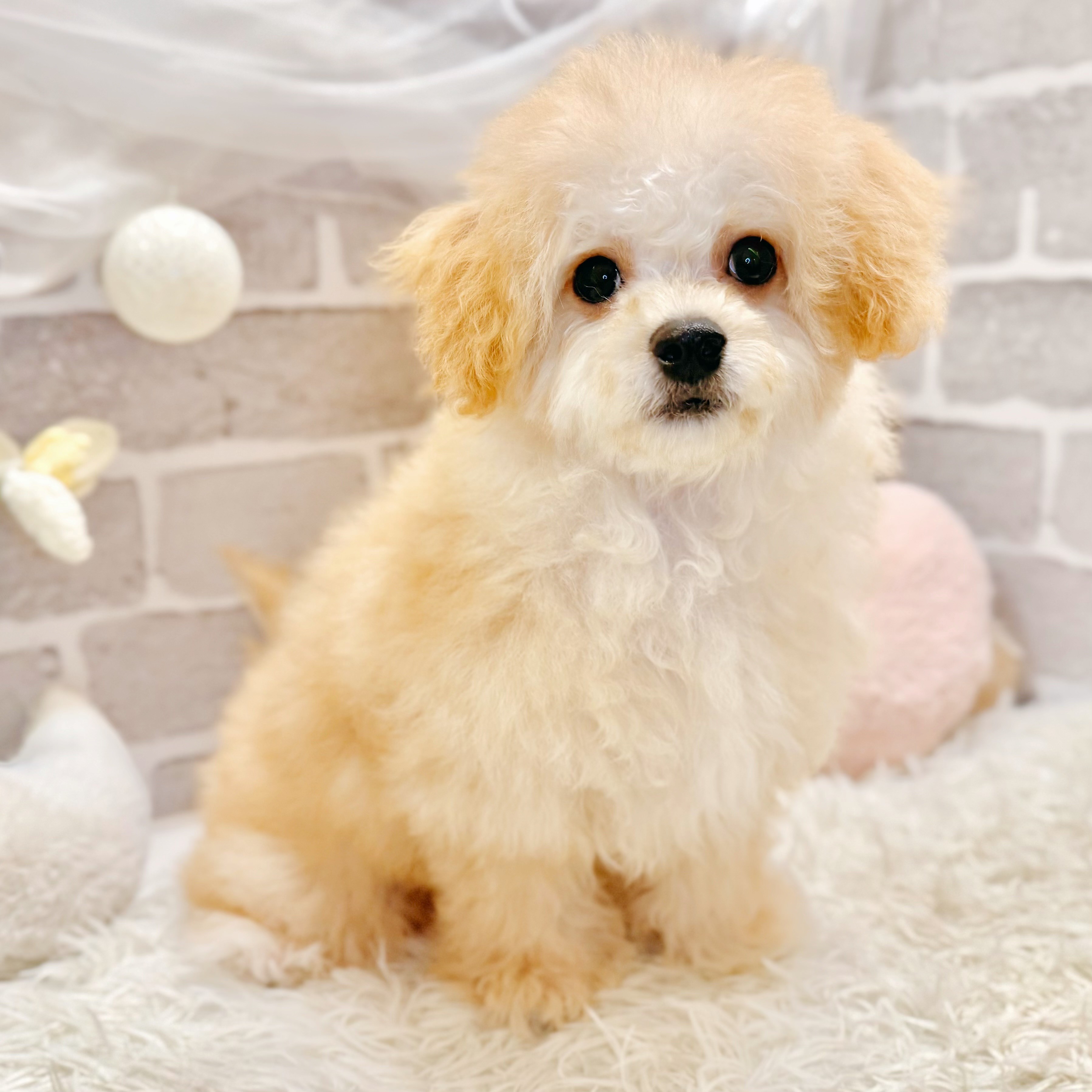 兵庫県のマルプー(マルチーズ×プードル) (犬の家＆猫の里神戸店/2026年4月5日生まれ/男の子/クリーム)の子犬の3枚目の画像