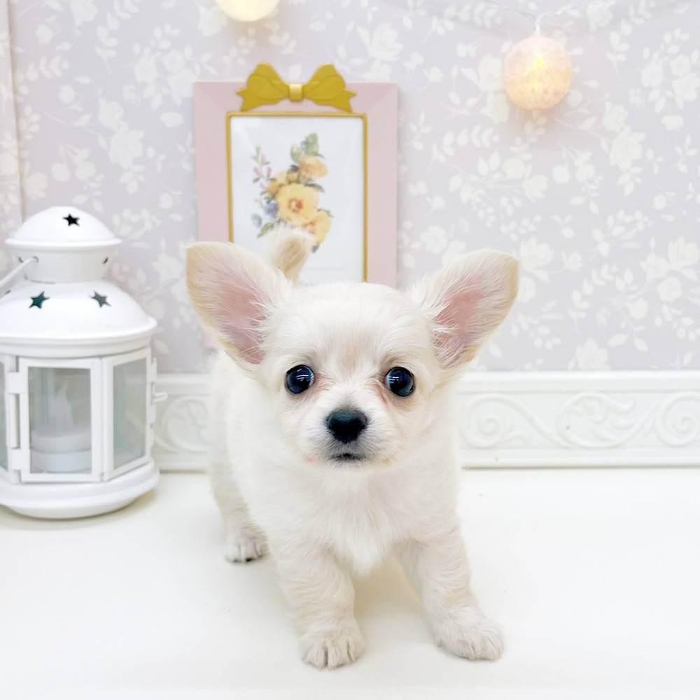 富山県のチワックス(チワワ×ダックス) (犬の家＆猫の里富山店/2026年6月9日生まれ/女の子/クリーム)の子犬の3枚目の画像