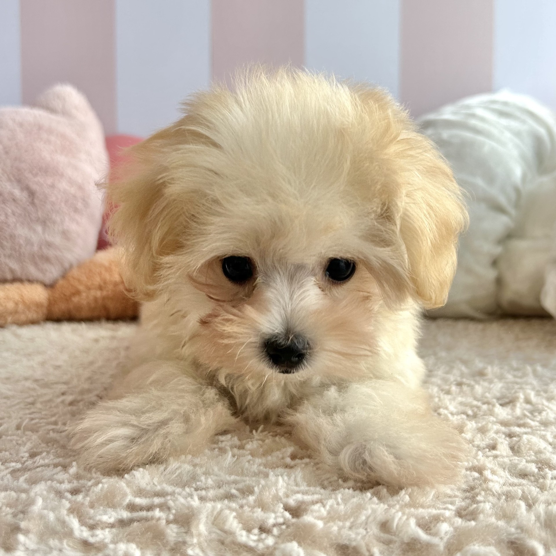 岡山県のマルプー(マルチーズ×プードル) (犬の家＆猫の里倉敷中庄店/2026年6月6日生まれ/女の子/クリーム)の子犬の3枚目の画像