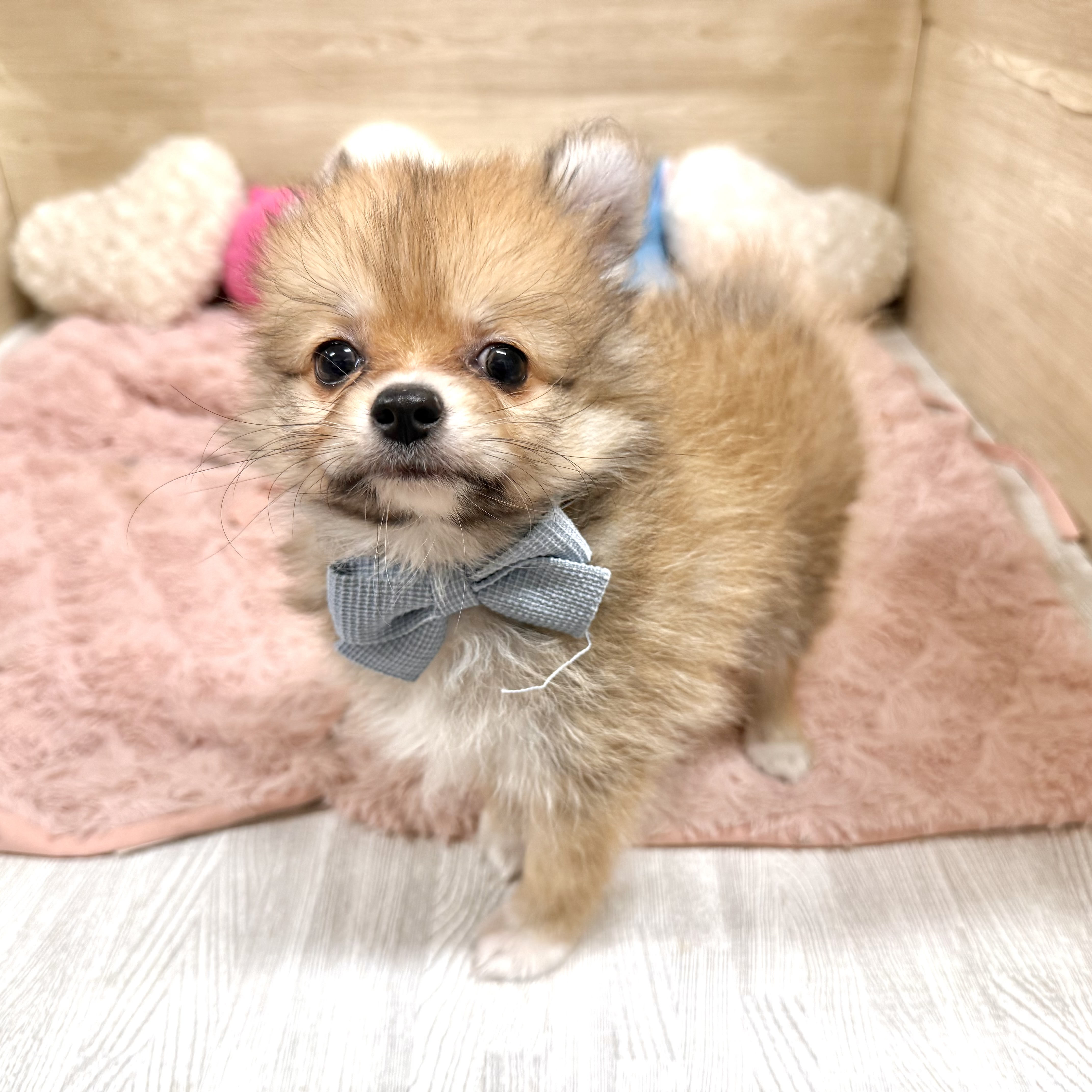 大阪府のポメチワ/チワポメ/ポメチー(ポメラニアン×チワワ) (犬の家＆猫の里そよら東岸和田店/2026年6月8日生まれ/女の子/オレンジ)の子犬の3枚目の画像