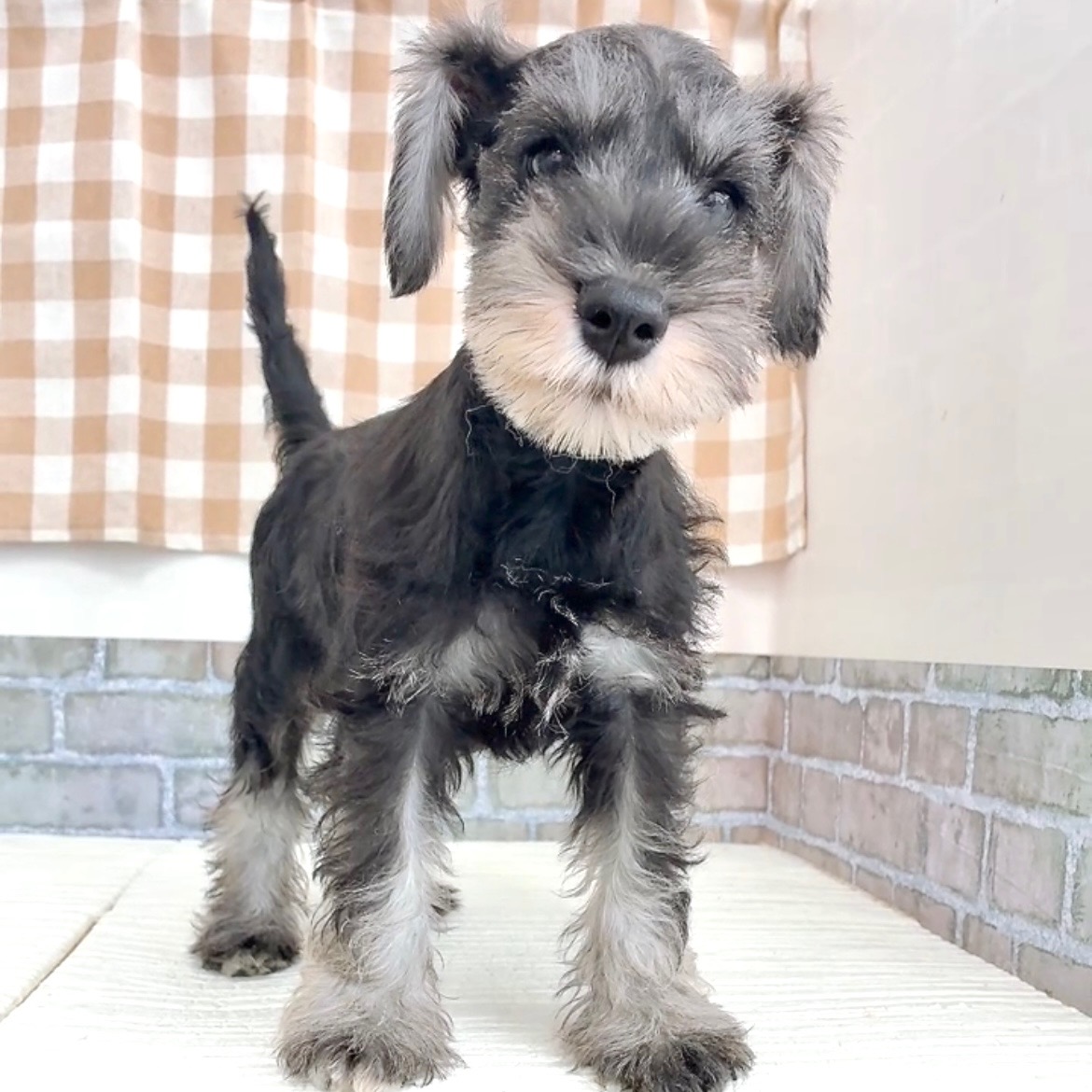 愛知県のミニチュアシュナウザー (犬の家＆猫の里碧南店/2026年6月8日生まれ/男の子/ソルトペッパー)の子犬の3枚目の画像