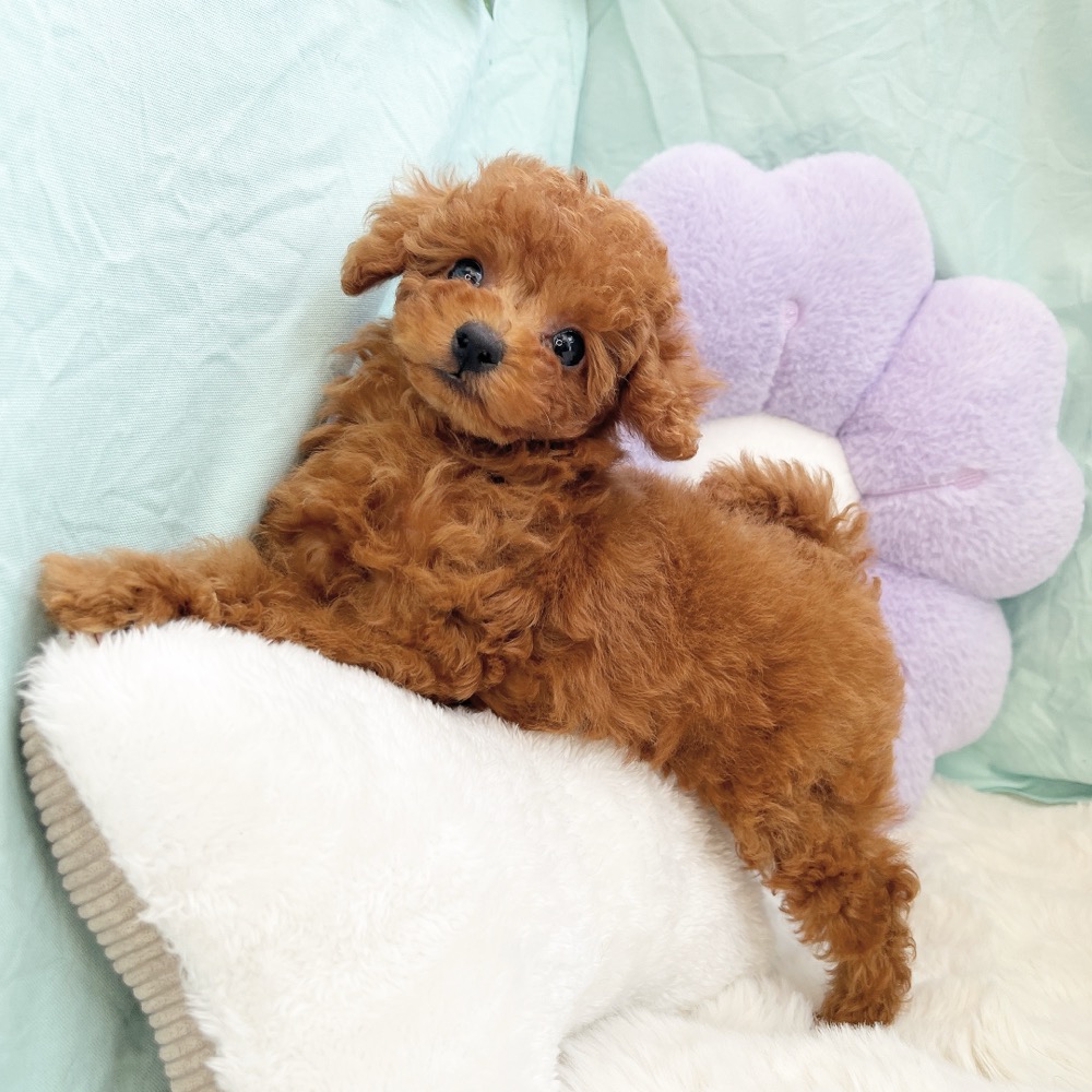 愛知県のトイプードル(トイ) (犬の家＆猫の里愛知刈谷店/2026年6月10日生まれ/男の子/レッドフォーン)の子犬の3枚目の画像