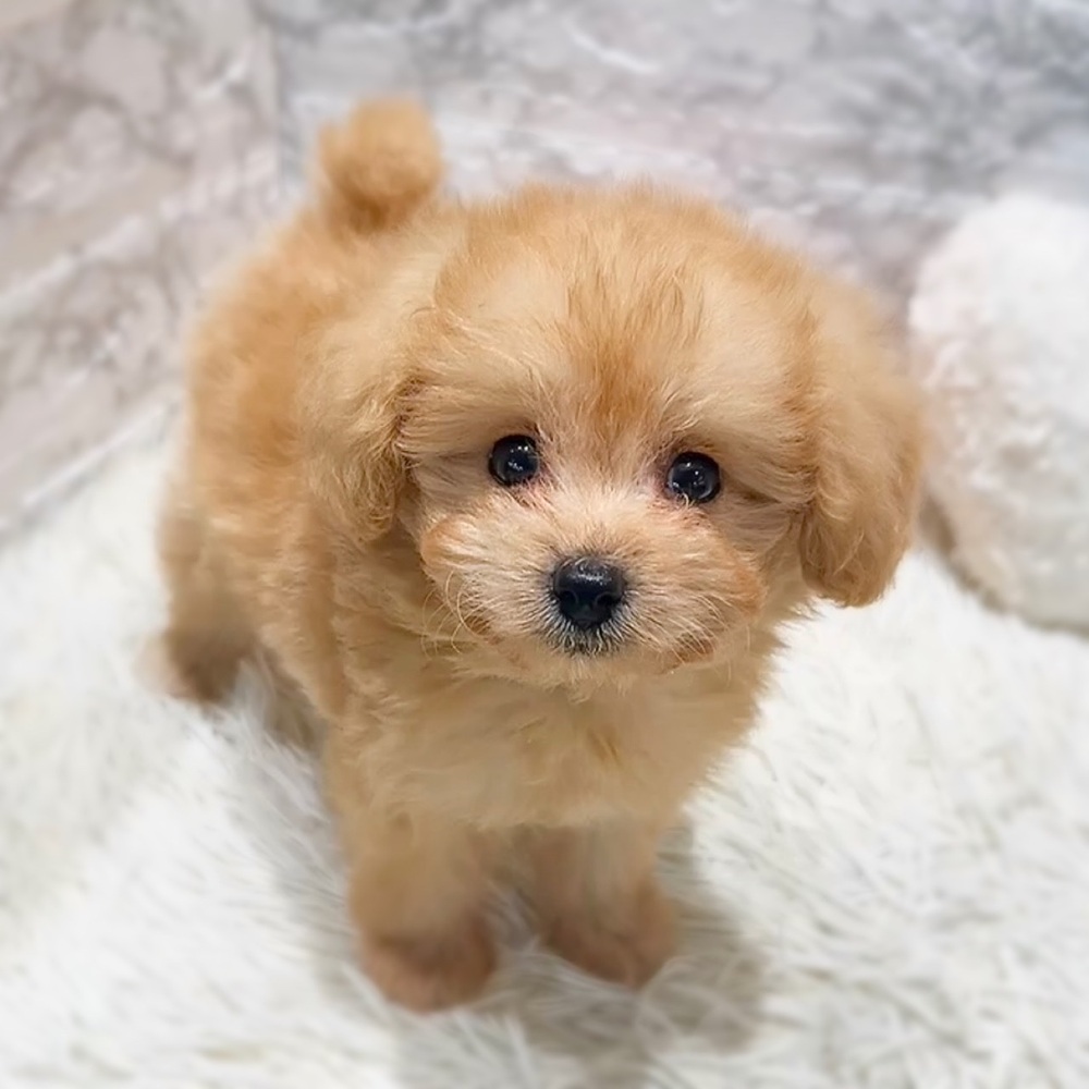 愛知県のポメプー(ポメラニアン×プードル) (犬の家＆猫の里MiO香久山店/2026年6月8日生まれ/男の子/クリーム)の子犬の1枚目の画像
