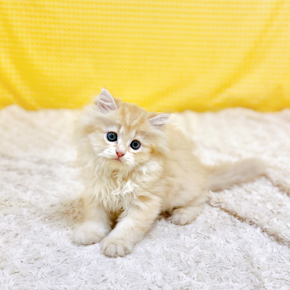 愛知県のスコティッシュストレート (犬の家＆猫の里一宮店/2026年6月10日生まれ/男の子/クリームタビー)の子猫の3枚目の画像
