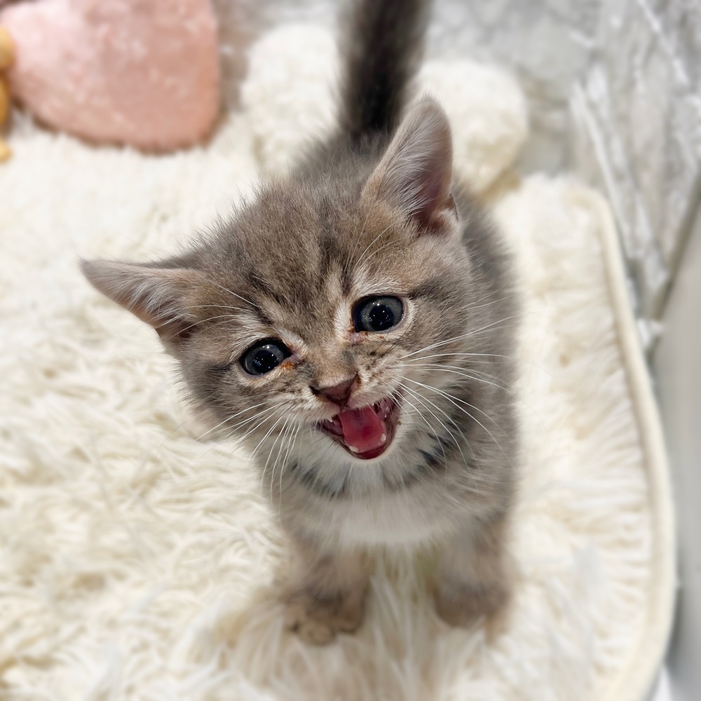 愛知県のスコティッシュフォールド (犬の家＆猫の里MiO香久山店/2026年6月10日生まれ/男の子/ブルータビー)の子猫の3枚目の画像