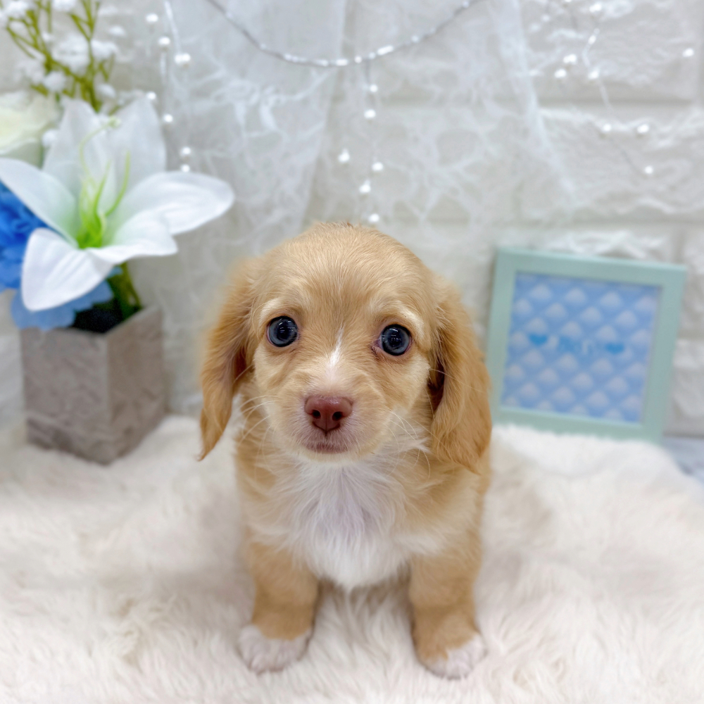 福井県のチワックス(チワワ×ダックス) (犬の家＆猫の里アミーゴ福井大和田店/2026年6月9日生まれ/男の子/イエロー)の子犬の1枚目の画像