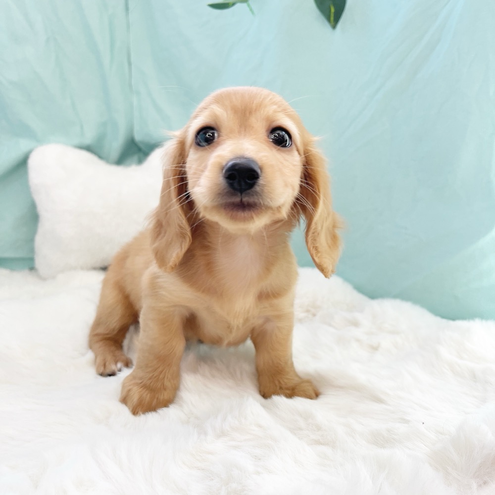 愛知県のミニチュアダックスフンド(ロング) (犬の家＆猫の里愛知刈谷店/2026年6月10日生まれ/女の子/ゴールド)の子犬の3枚目の画像