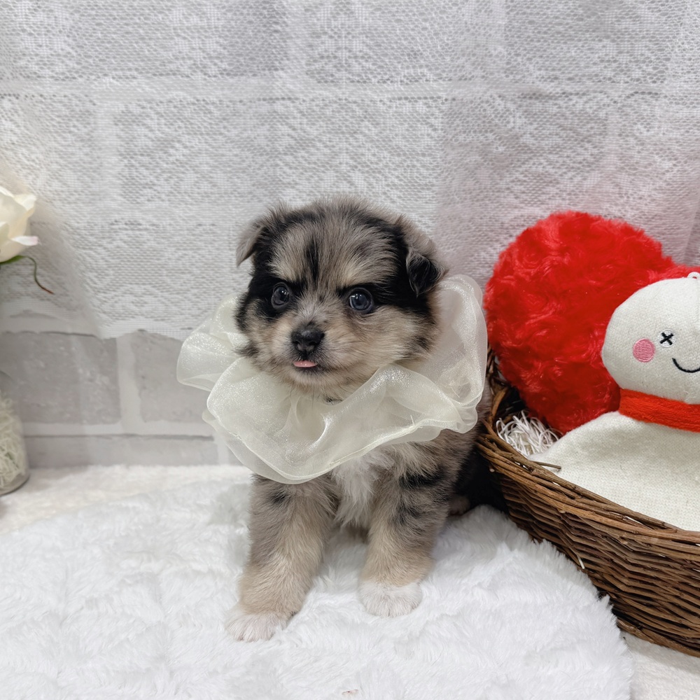 滋賀県のポメチワ/チワポメ/ポメチー(ポメラニアン×チワワ) (犬の家＆猫の里長浜店/2026年6月11日生まれ/女の子/ブルーマール)の子犬の3枚目の画像