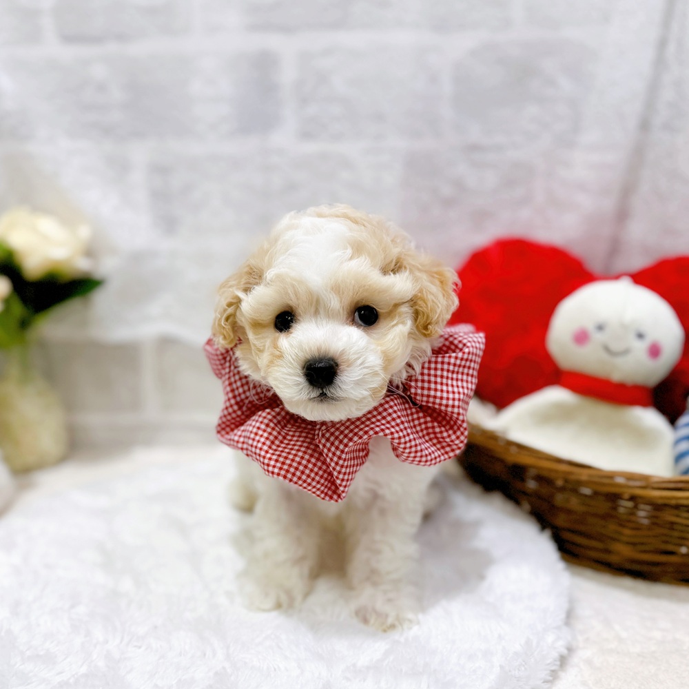 滋賀県のビションプー(ビションフリーゼ×プードル) (犬の家＆猫の里長浜店/2026年6月8日生まれ/男の子/クリームホワイト)の子犬の3枚目の画像