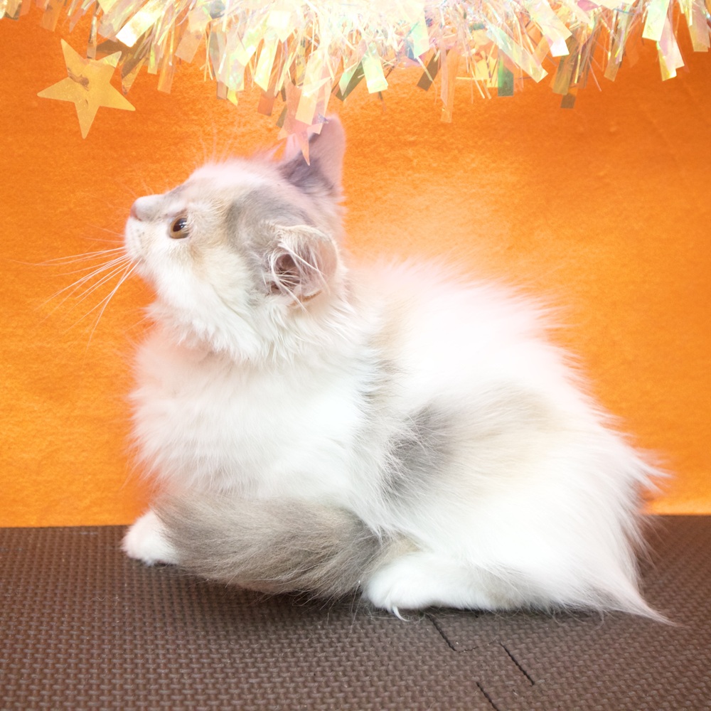 大阪府のミヌエット (犬の家＆猫の里吹田店/2026年6月4日生まれ/女の子/ダイリュートキャリコ)の子猫の3枚目の画像