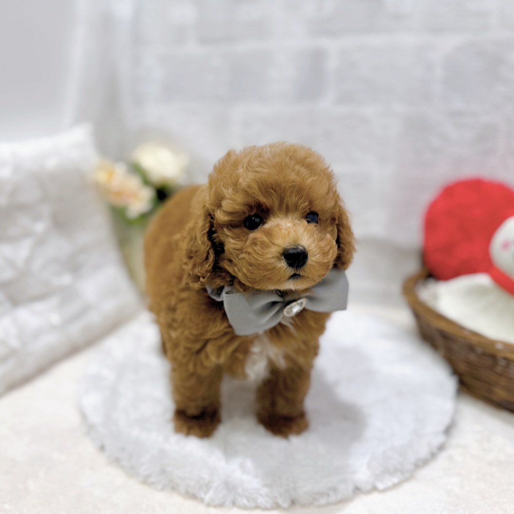 滋賀県のトイプードル(トイ) (犬の家＆猫の里長浜店/2026年6月1日生まれ/男の子/レッドフォーン)の子犬の3枚目の画像
