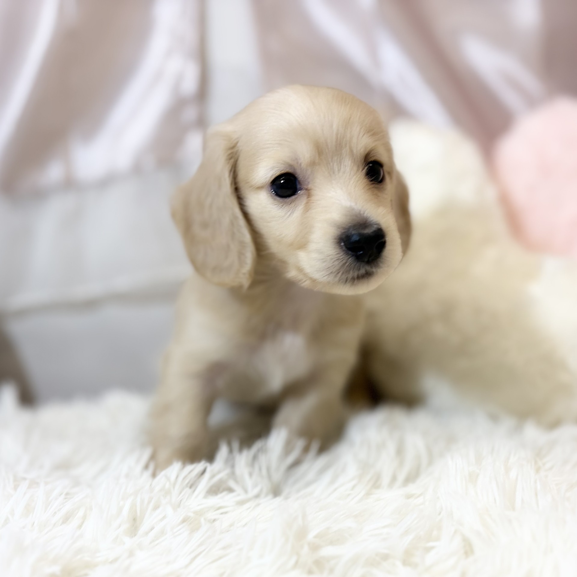 兵庫県のミニチュアダックスフンド(ロング) (犬の家＆猫の里カナート西神戸店/2026年6月10日生まれ/男の子/イエロー)の子犬の3枚目の画像