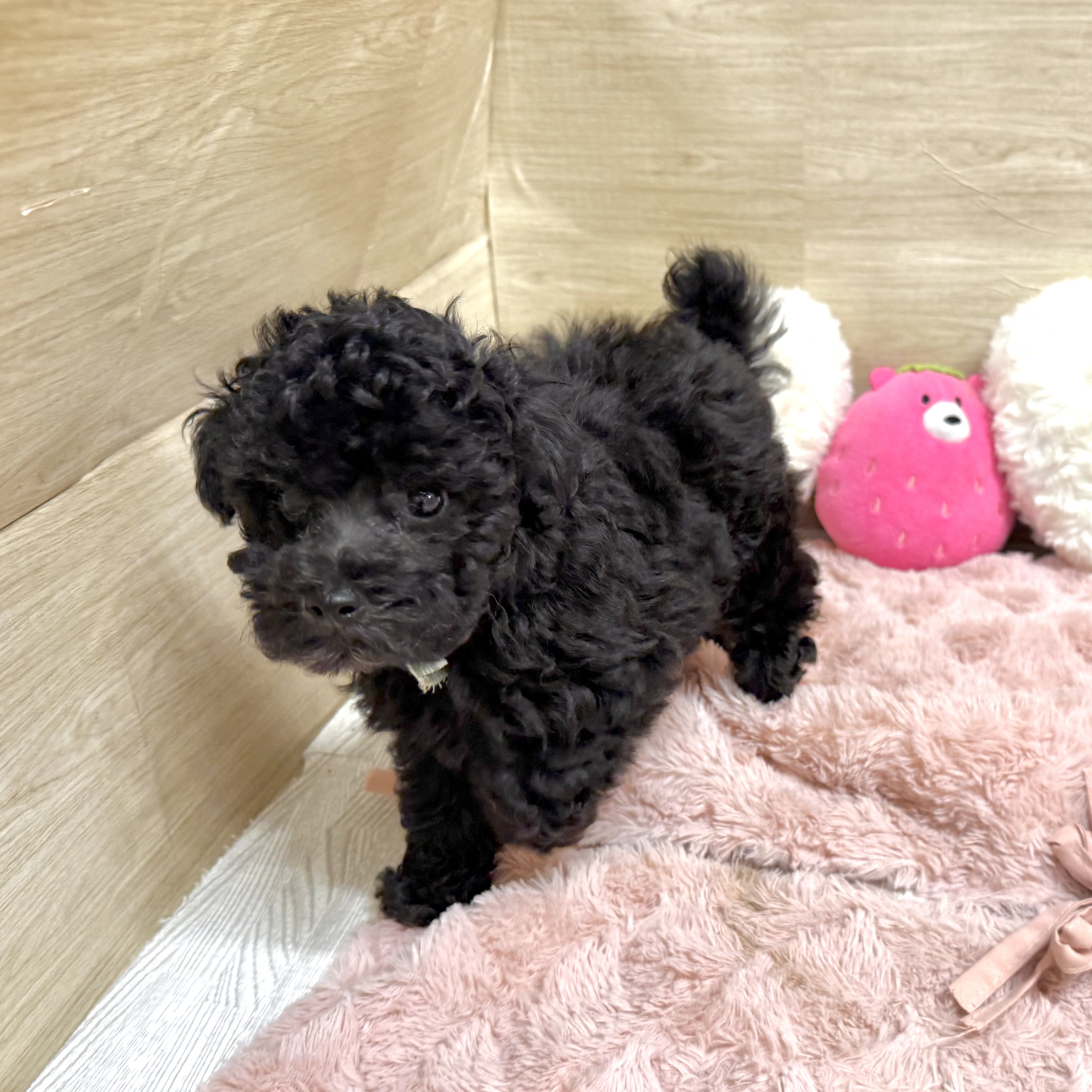 大阪府のトイプードル(トイ) (犬の家＆猫の里そよら東岸和田店/2026年6月10日生まれ/男の子/グレー)の子犬の3枚目の画像