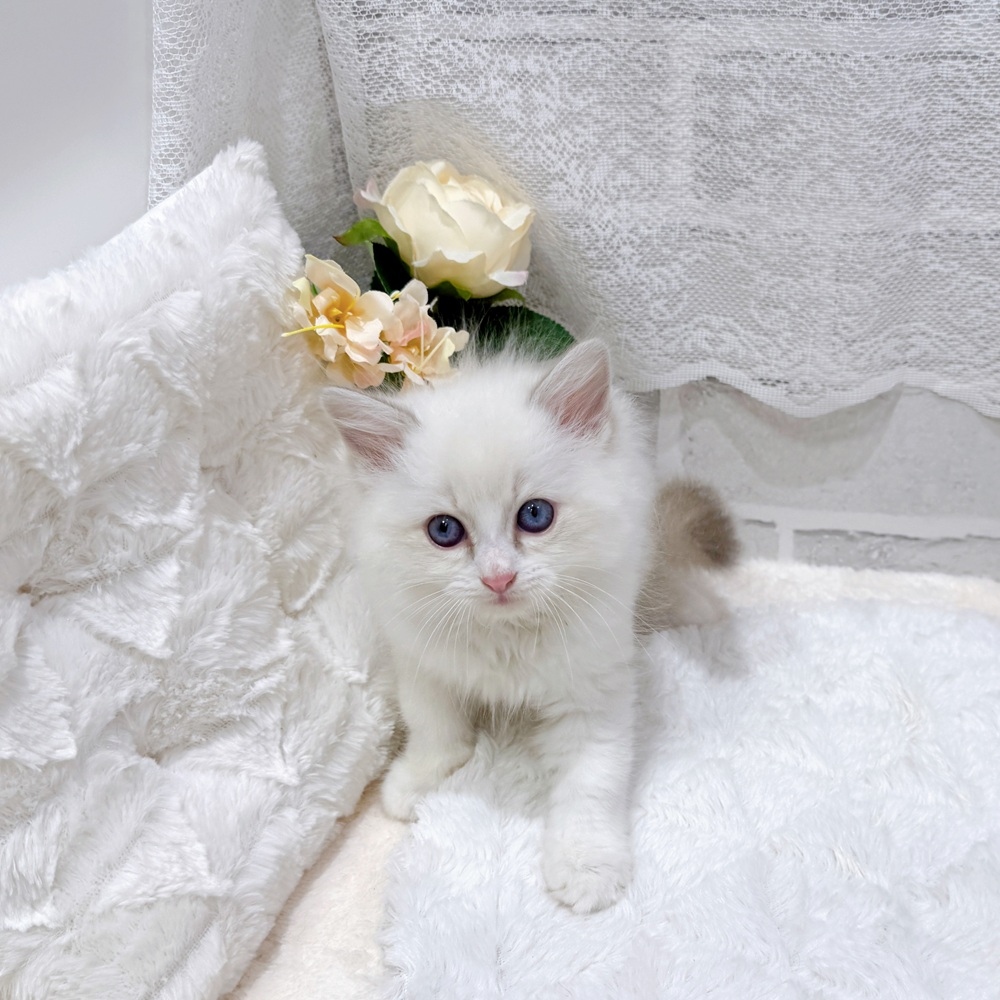 滋賀県のラグドール (犬の家＆猫の里長浜店/2026年6月10日生まれ/女の子/シールポイントバイカラー)の子猫の3枚目の画像