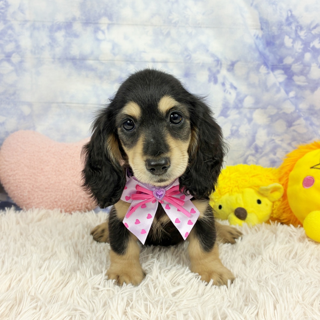 兵庫県のミニチュアダックスフンド(ロング) (犬の家＆猫の里川西店/2026年6月11日生まれ/女の子/ブラックタン)の子犬の1枚目の画像