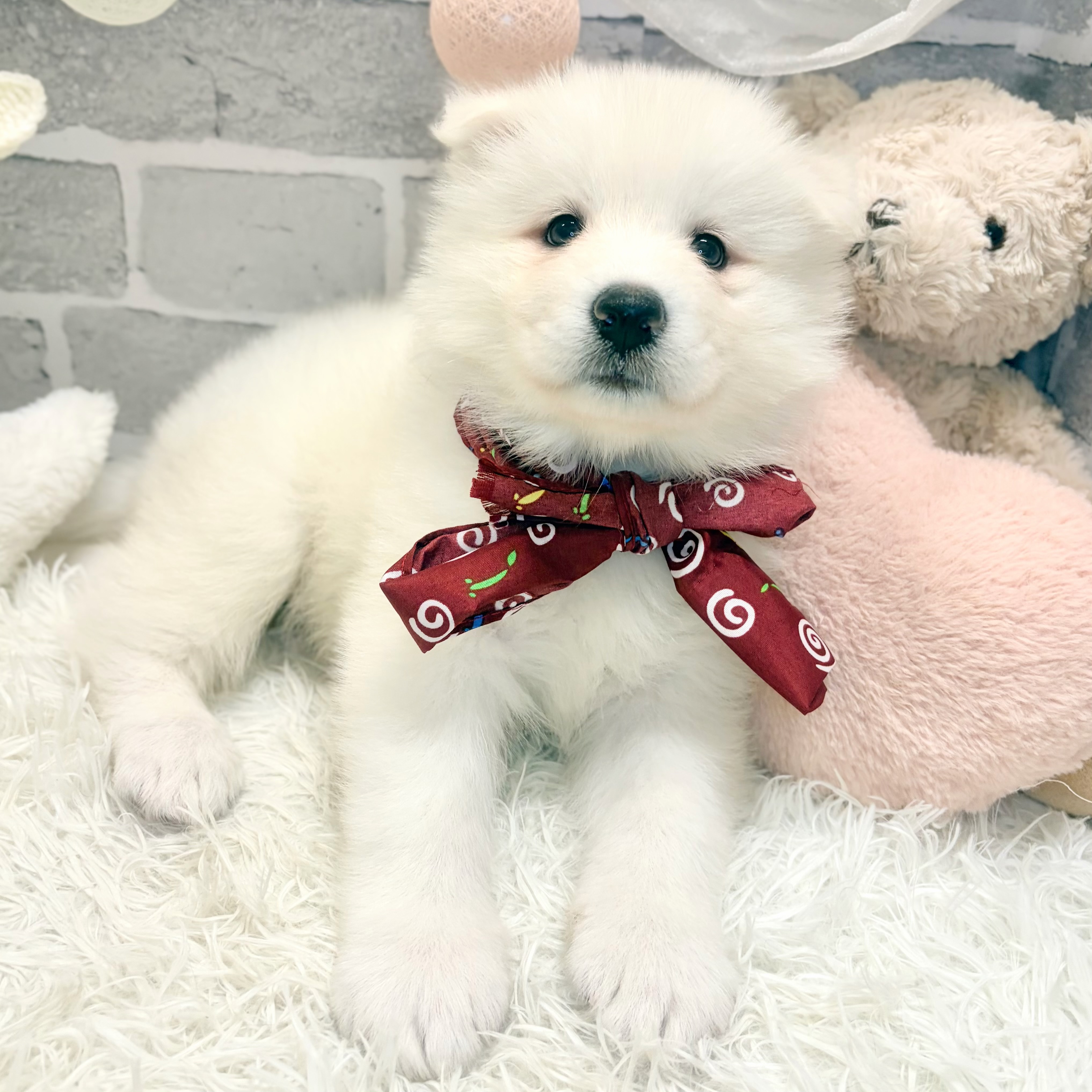 兵庫県のサモエド (犬の家＆猫の里神戸店/2026年6月8日生まれ/女の子/ホワイト)の子犬の3枚目の画像