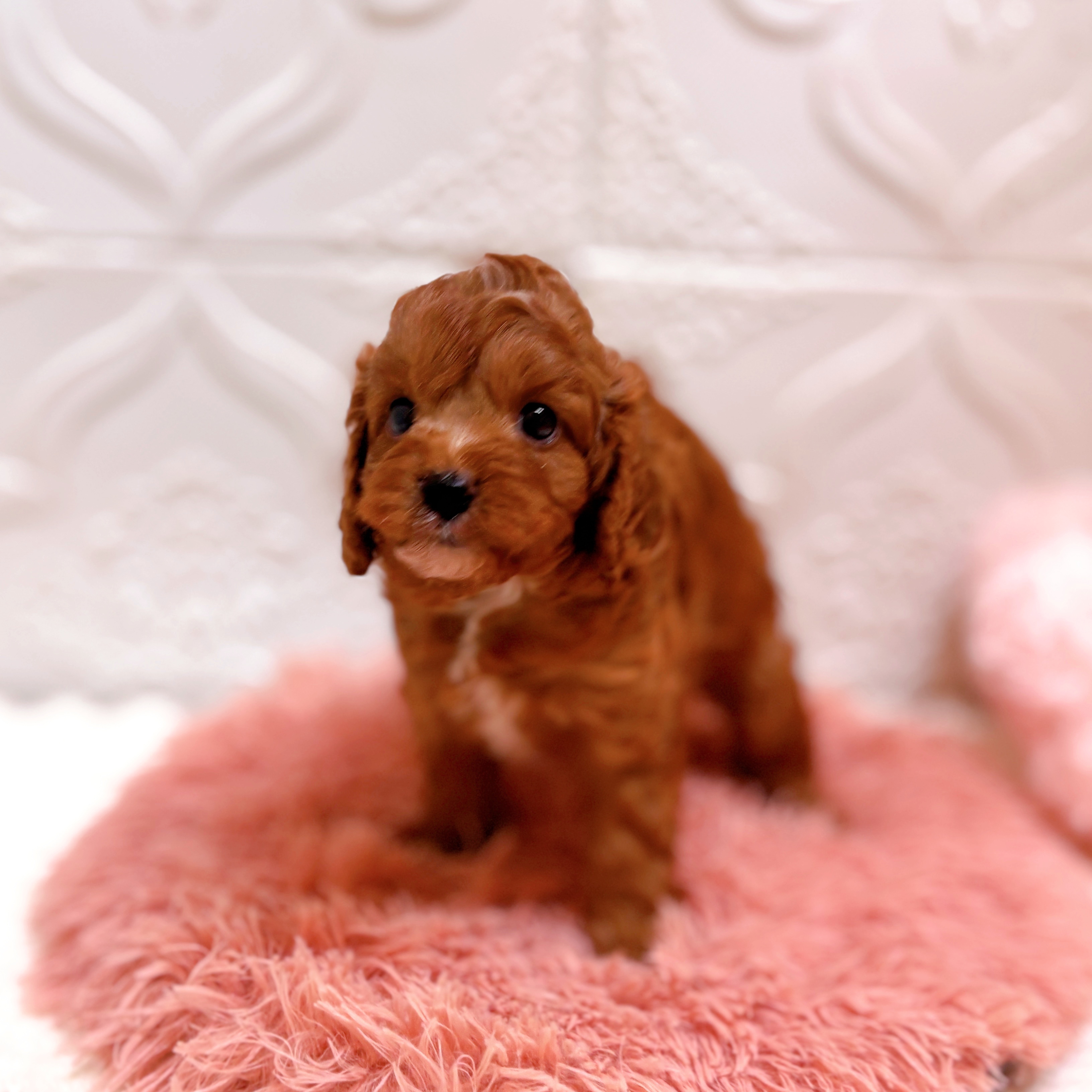 愛知県のキャバプー(キャバリア×プードル) (犬の家＆猫の里岡崎店/2026年6月12日生まれ/男の子/レッドホワイト)の子犬の3枚目の画像