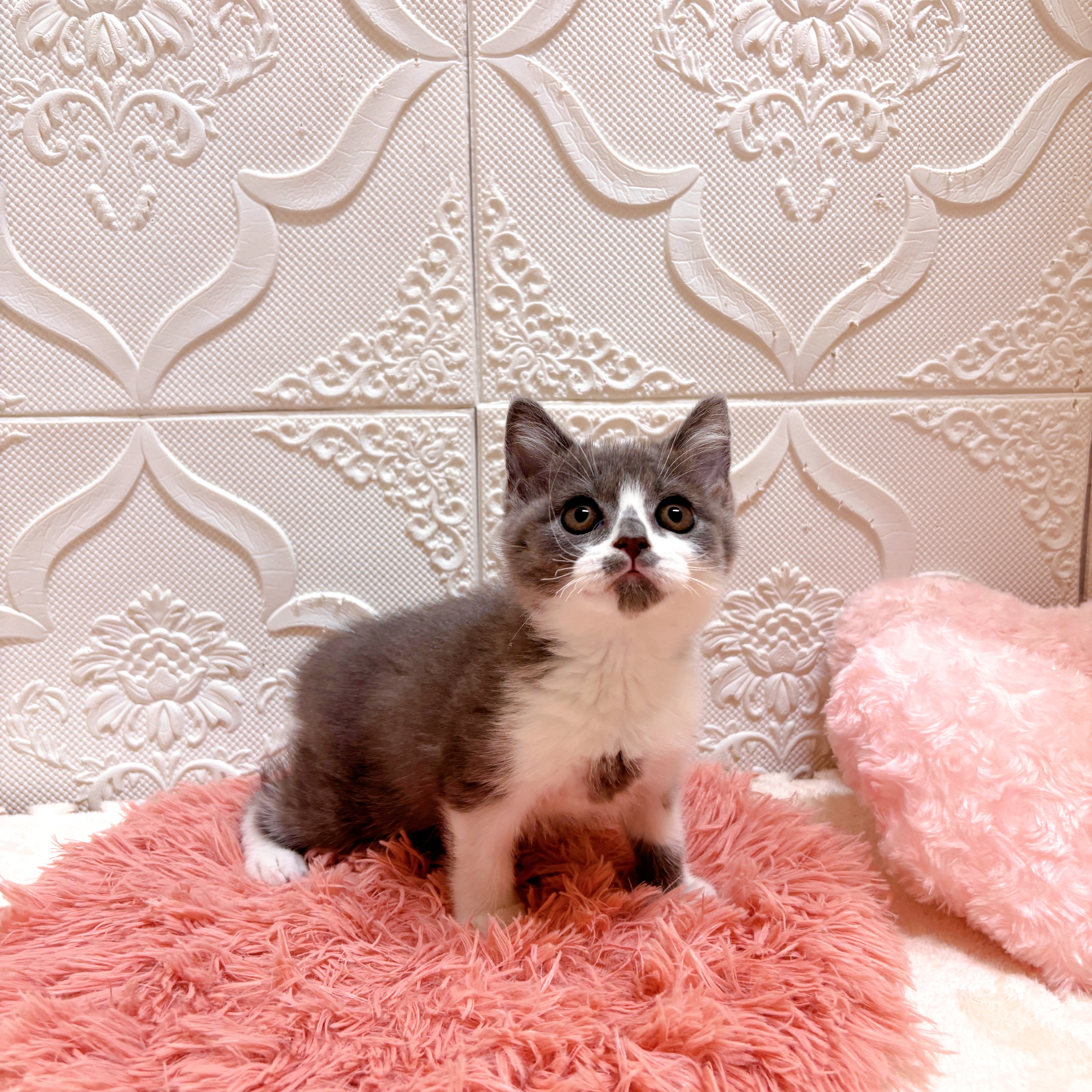 愛知県のブリティッシュショートヘアー (犬の家＆猫の里岡崎店/2026年6月10日生まれ/男の子/ブルーホワイト)の子猫の3枚目の画像