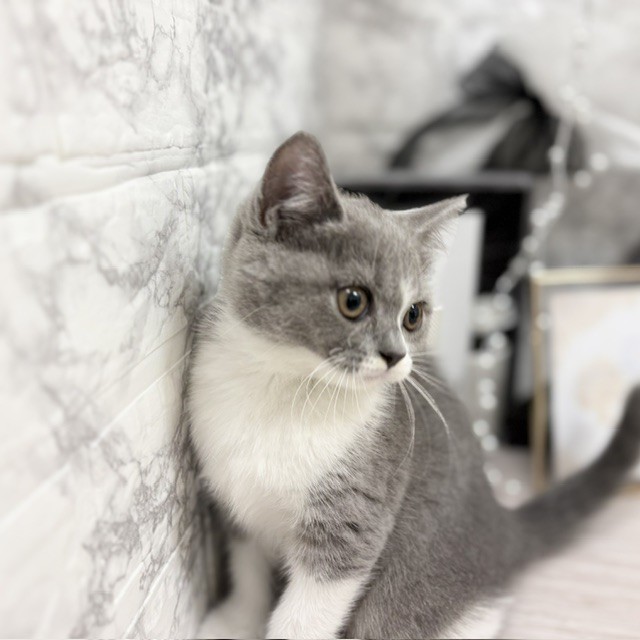 千葉県のブリティッシュショートヘアー (犬の家＆猫の里ワンズモール稲毛店/2026年6月10日生まれ/女の子/ブルーホワイト)の子猫の3枚目の画像