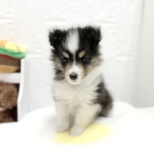 愛知県のシェットランドシープドッグ (犬の家＆猫の里豊川インター店/2026年6月12日生まれ/女の子/ブラックホワイトタン)の子犬の3枚目の画像