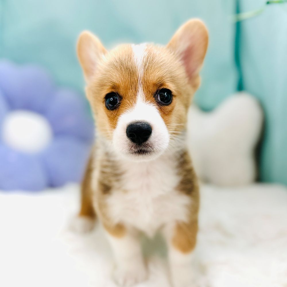 愛知県のウェルシュコーギーペンブローク (犬の家＆猫の里愛知刈谷店/2026年6月13日生まれ/男の子/レッドホワイト)の子犬の3枚目の画像