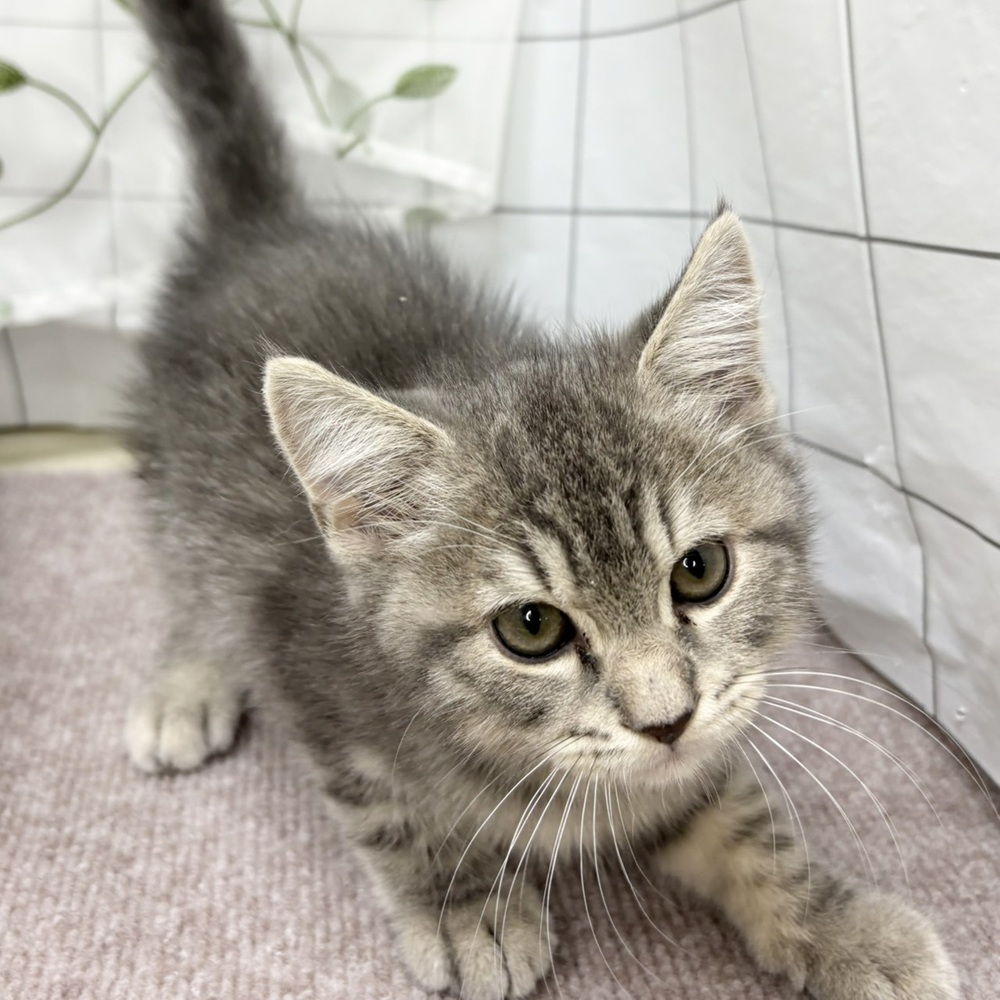 長野県のマンチカン (犬の家＆猫の里塩尻店/2026年6月12日生まれ/男の子/ブルータビー)の子猫の3枚目の画像