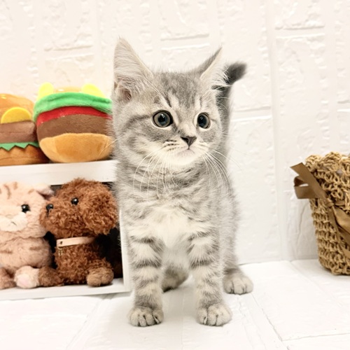 愛知県のマンチカン (犬の家＆猫の里豊川インター店/2026年6月12日生まれ/男の子/ブルータビー)の子猫の3枚目の画像