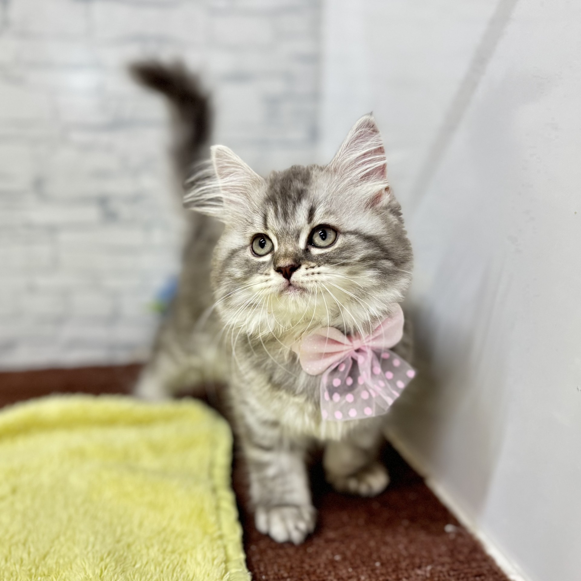 長野県のマンチカン (犬の家＆猫の里長野店/2026年6月12日生まれ/女の子/ブルーシルバータビー)の子猫の3枚目の画像