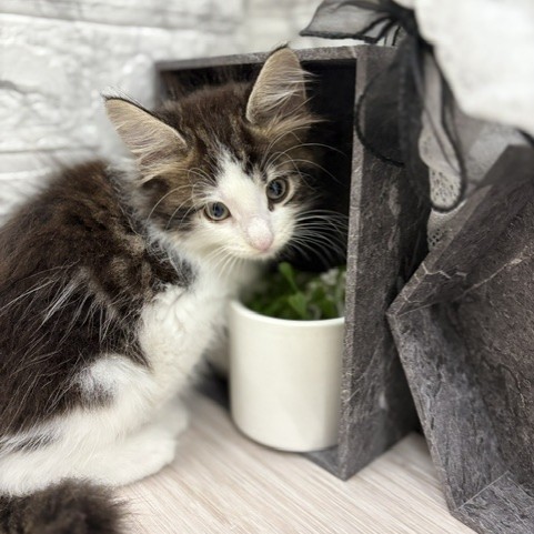 千葉県のノルウェージャンフォレストキャット (犬の家＆猫の里ワンズモール稲毛店/2026年6月13日生まれ/男の子/ブラウンタビーホワイト)の子猫の3枚目の画像