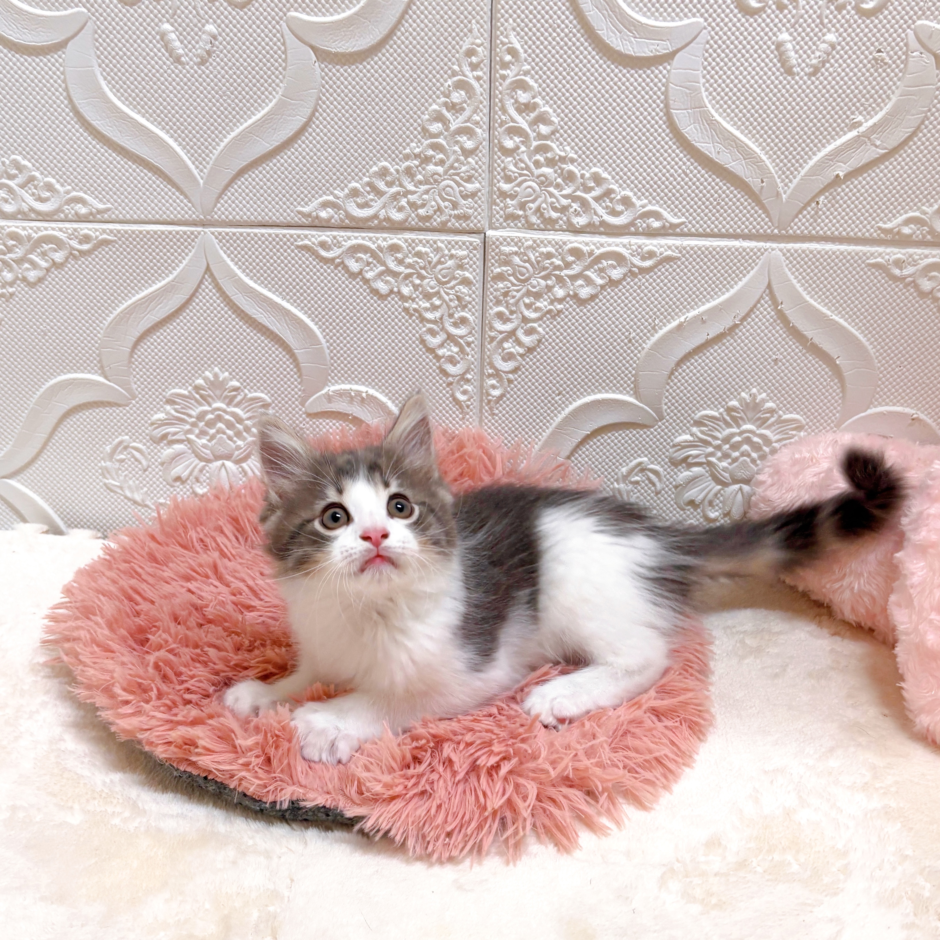 愛知県のノルウェージャンフォレストキャット (犬の家＆猫の里岡崎店/2026年6月10日生まれ/男の子/ブルータビーホワイト)の子猫の3枚目の画像