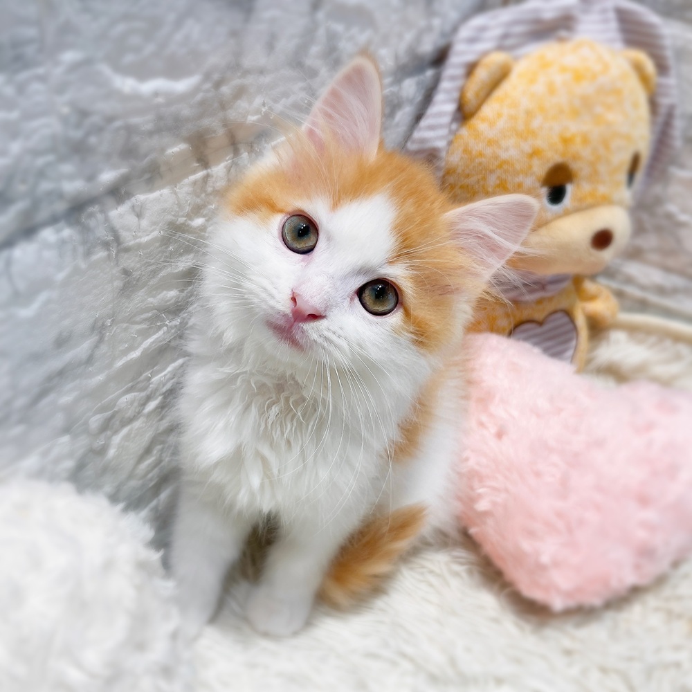 愛知県のスコティッシュフォールド (犬の家＆猫の里MiO香久山店/2026年6月11日生まれ/男の子/レッドタビーホワイト)の子猫の3枚目の画像