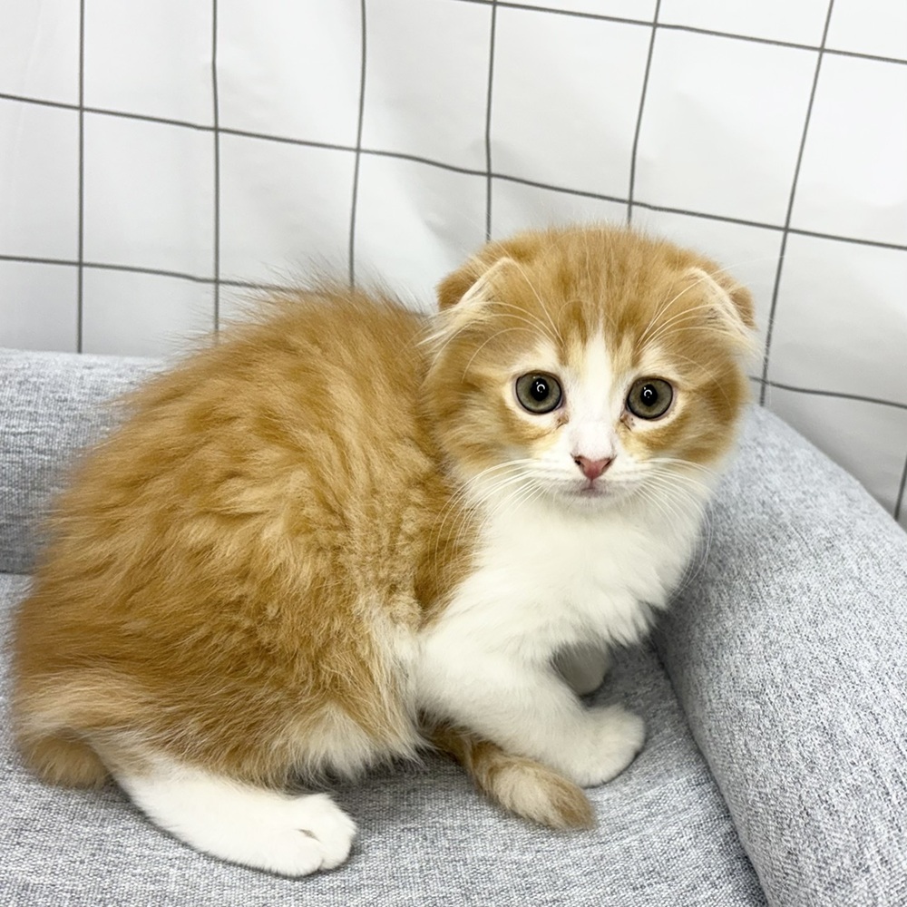 長野県のスコティッシュフォールド (犬の家＆猫の里塩尻店/2026年6月11日生まれ/女の子/レッドタビーホワイト)の子猫の3枚目の画像