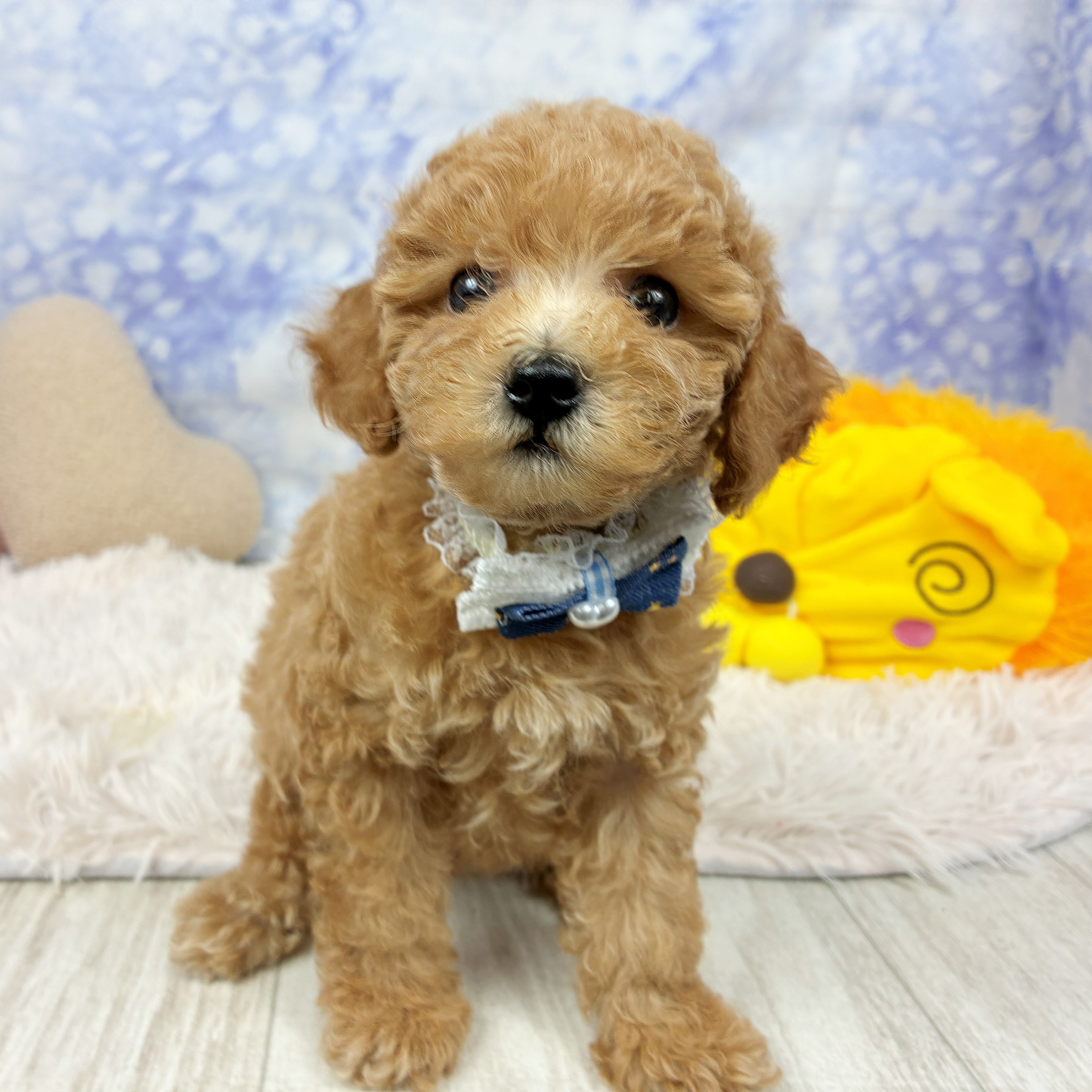 兵庫県のトイプードル(トイ) (犬の家＆猫の里川西店/2026年6月10日生まれ/男の子/オレンジフォーン)の子犬の3枚目の画像