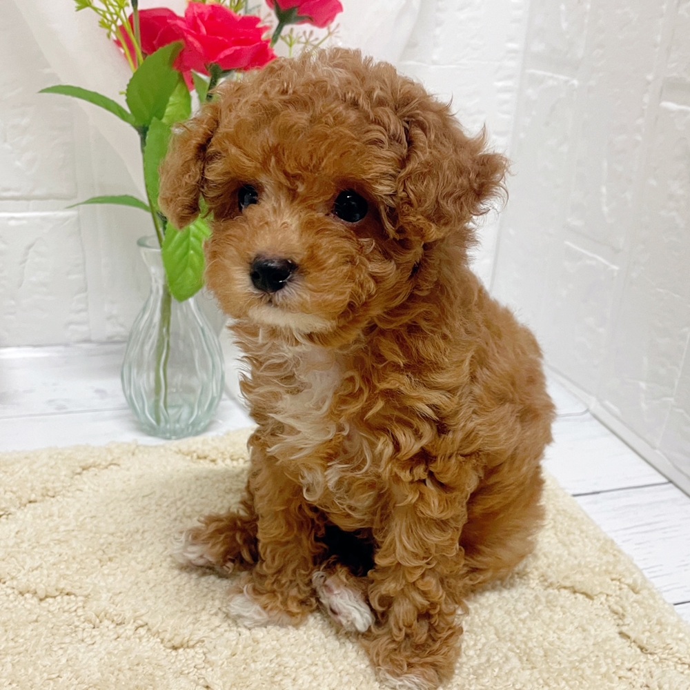 岡山県のトイプードル(トイ) (犬の家＆猫の里岡山店/2026年6月10日生まれ/女の子/アプリコットホワイト)の子犬の3枚目の画像