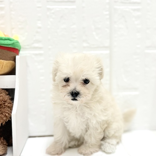 愛知県のマルプー(マルチーズ×プードル) (犬の家＆猫の里豊川インター店/2026年6月12日生まれ/女の子/クリーム)の子犬の3枚目の画像