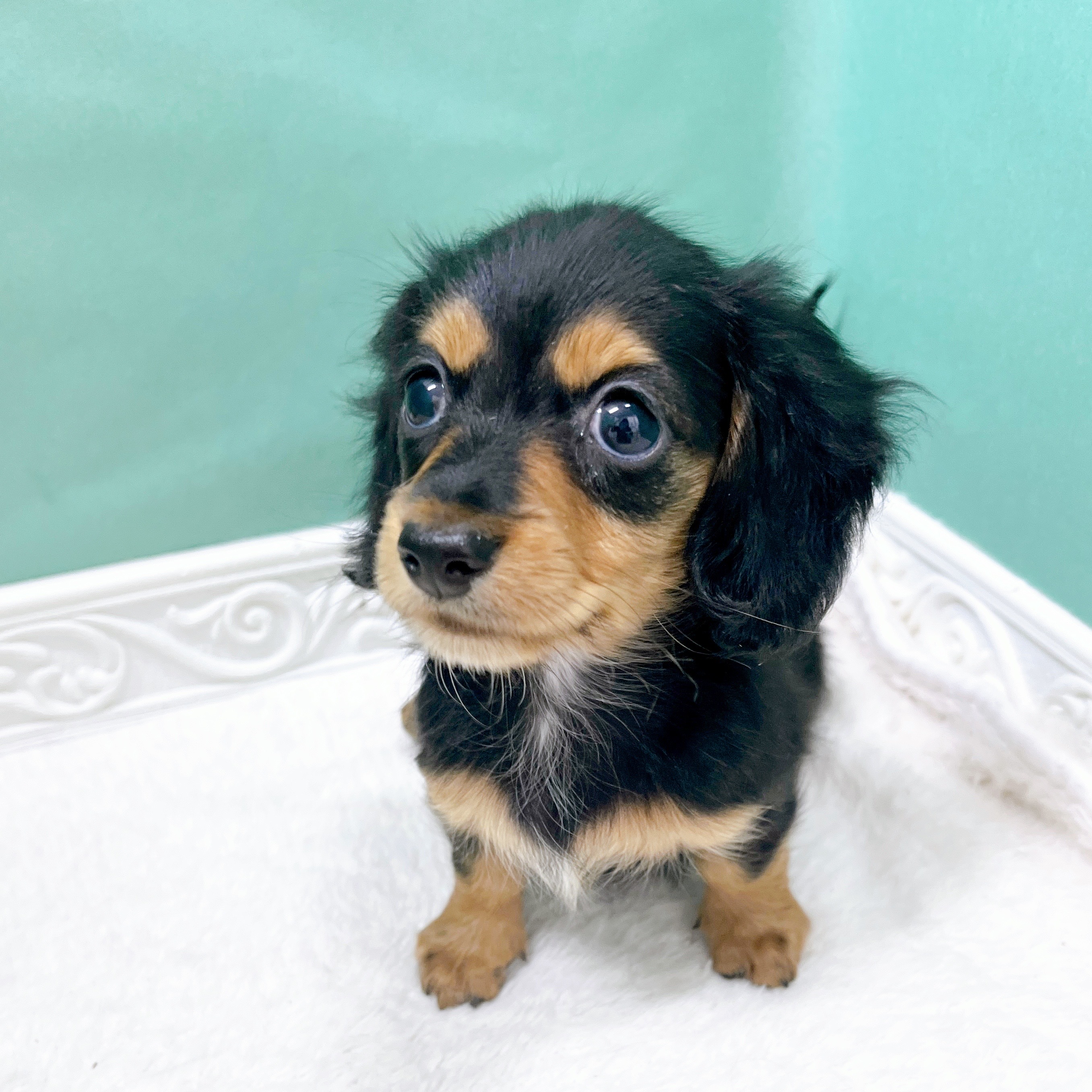 石川県のカニンヘンダックスフンド(ロング) (犬の家＆猫の里アミーゴ金沢有松店/2026年6月11日生まれ/女の子/ブラックタン)の子犬の1枚目の画像
