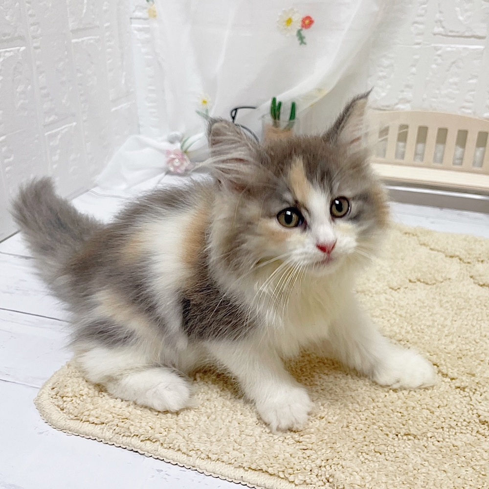岡山県のノルウェージャンフォレストキャット (犬の家＆猫の里岡山店/2026年6月11日生まれ/女の子/ダイリュートキャリコ)の子猫の3枚目の画像