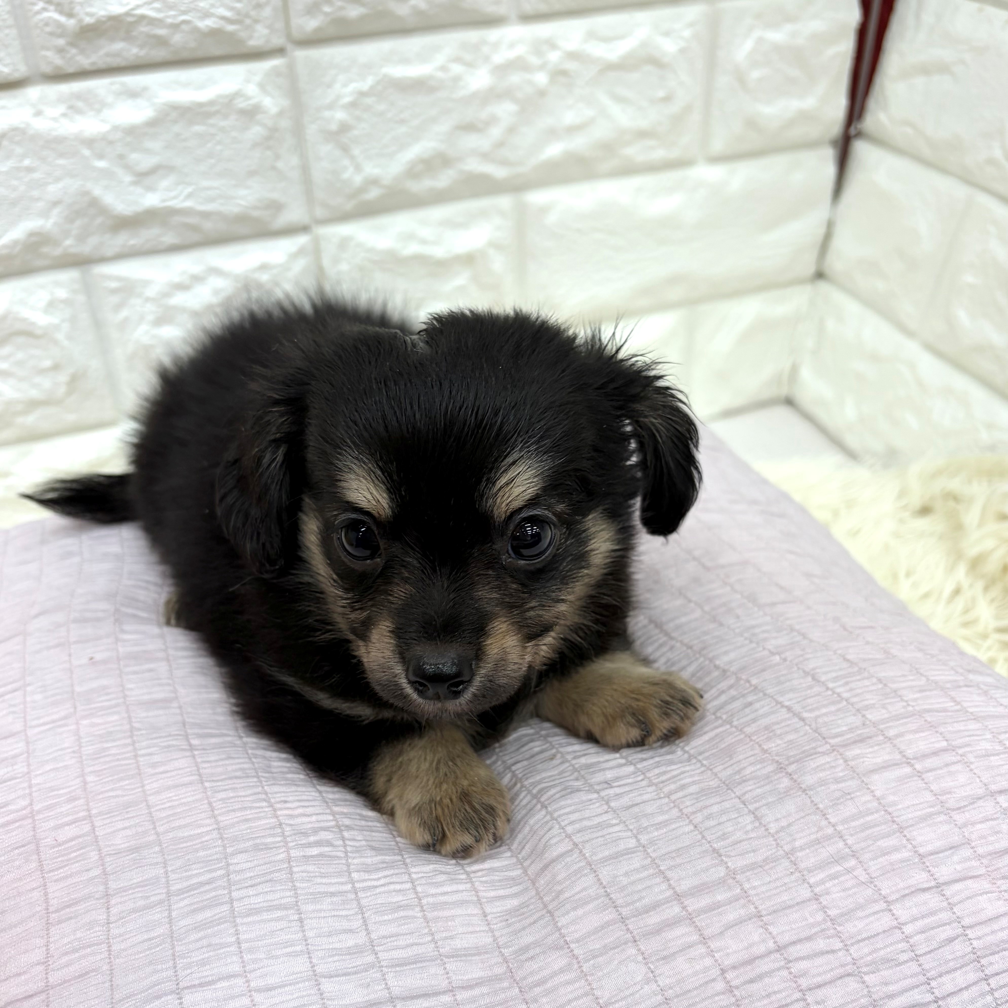 愛知県のチワックス(チワワ×ダックス) (犬の家＆猫の里MEGAドン・キホーテ東海名和店/2026年6月13日生まれ/男の子/ブラッククリーム)の子犬の3枚目の画像