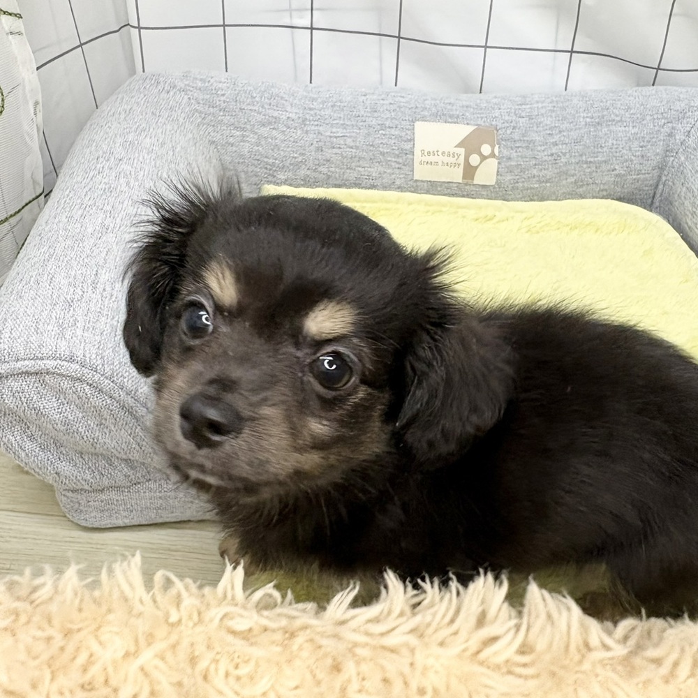 長野県のチワックス(チワワ×ダックス) (犬の家＆猫の里塩尻店/2026年6月13日生まれ/女の子/ブラッククリーム)の子犬の1枚目の画像