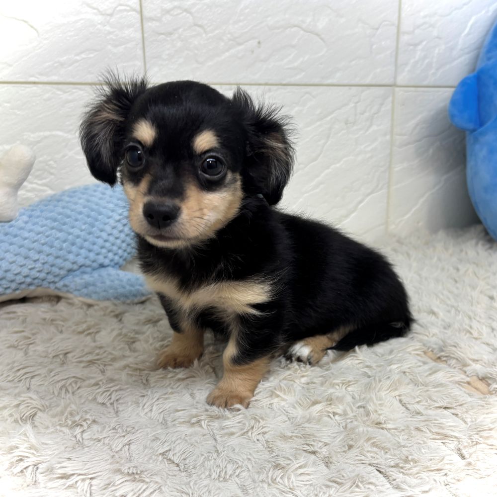 兵庫県のチワックス(チワワ×ダックス) (犬の家＆猫の里ゆめタウン姫路店/2026年6月13日生まれ/女の子/ブラッククリーム)の子犬の3枚目の画像