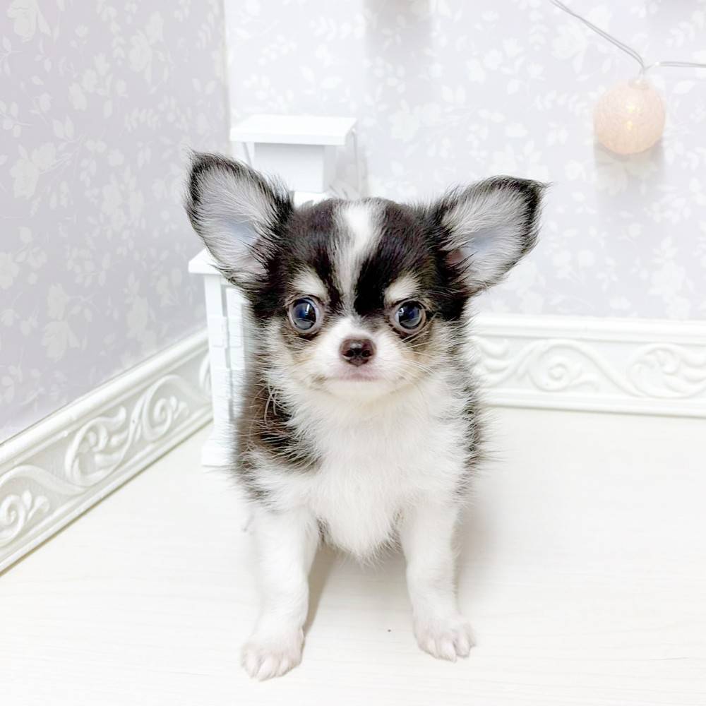 富山県のチワワ(ロング) (犬の家＆猫の里アミーゴ山室店/2026年6月11日生まれ/男の子/ブラックホワイト)の子犬の3枚目の画像