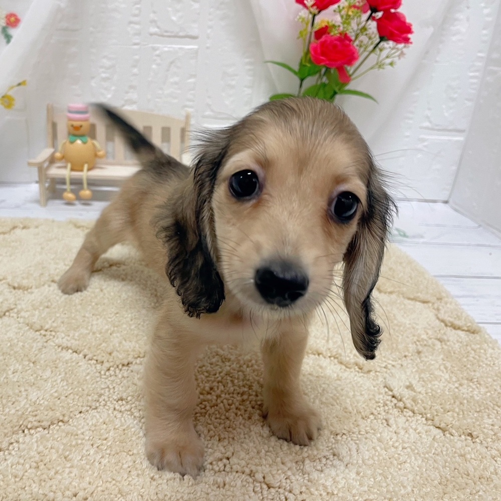 岡山県のミニチュアダックスフンド(ロング) (犬の家＆猫の里岡山店/2026年6月14日生まれ/女の子/シェーデットイエロー)の子犬の3枚目の画像