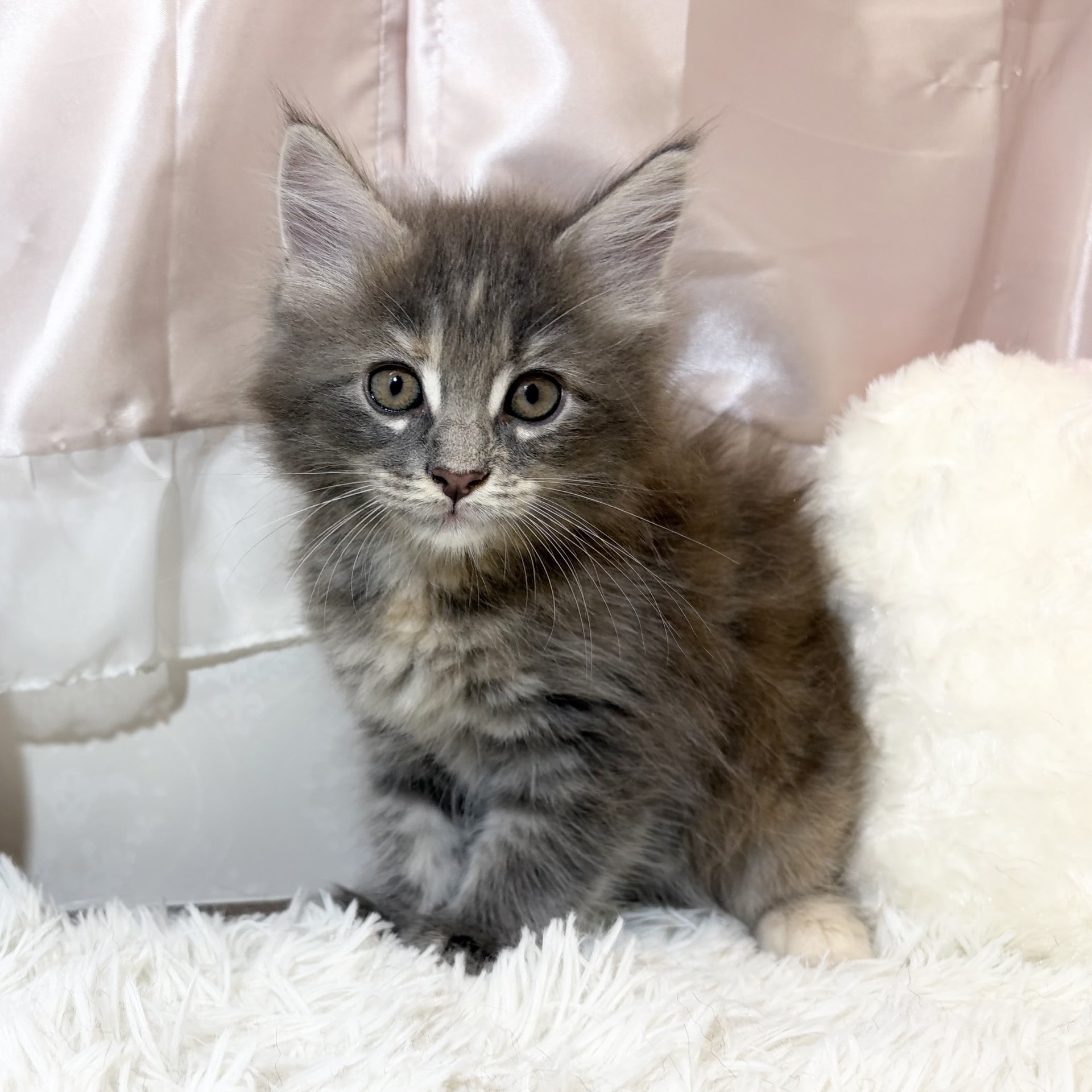 兵庫県のメインクーン (犬の家＆猫の里カナート西神戸店/2026年6月11日生まれ/女の子/ブルーパッチドタビー)の子猫の1枚目の画像
