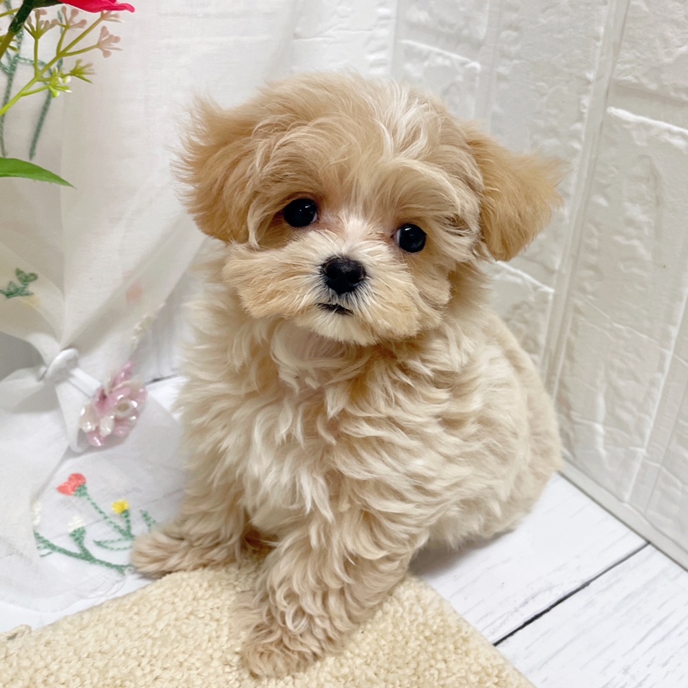 岡山県のチワマル/マルチワ(チワワ×マルチーズ) (犬の家＆猫の里岡山店/2026年6月13日生まれ/女の子/クリーム)の子犬の3枚目の画像