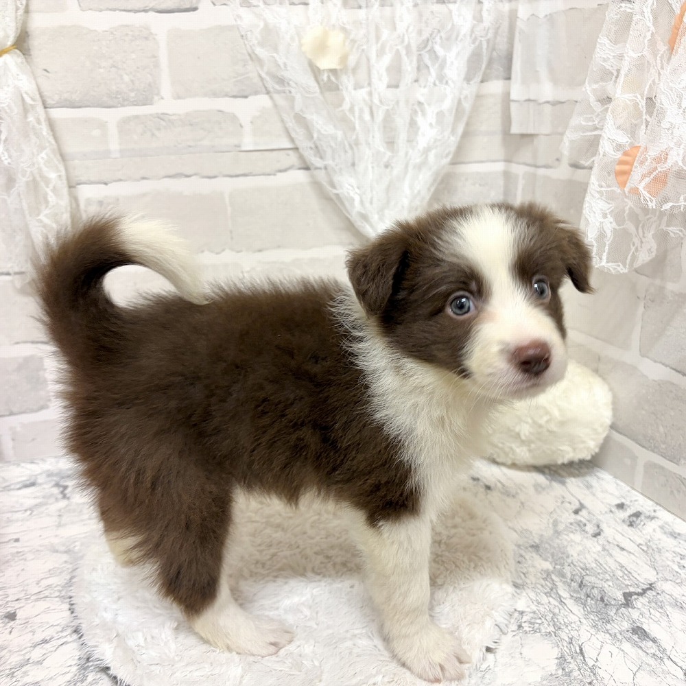 京都府のボーダーコリー (犬の家＆猫の里京都精華店/2026年6月14日生まれ/女の子/チョコレートホワイト)の子犬の3枚目の画像