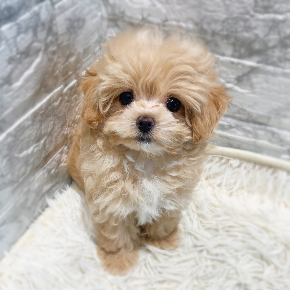 愛知県のマルプー(マルチーズ×プードル) (犬の家＆猫の里MiO香久山店/2026年6月11日生まれ/女の子/クリーム)の子犬の1枚目の画像